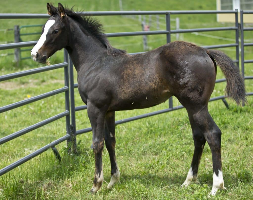 Valiant body showing from chick